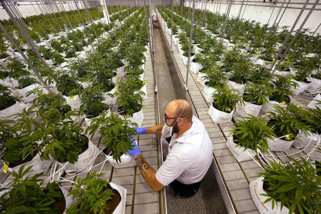 Myndigheterna i New York har tillkännagivit att de snartkan komma att tillåta hemleverans av marijuana.