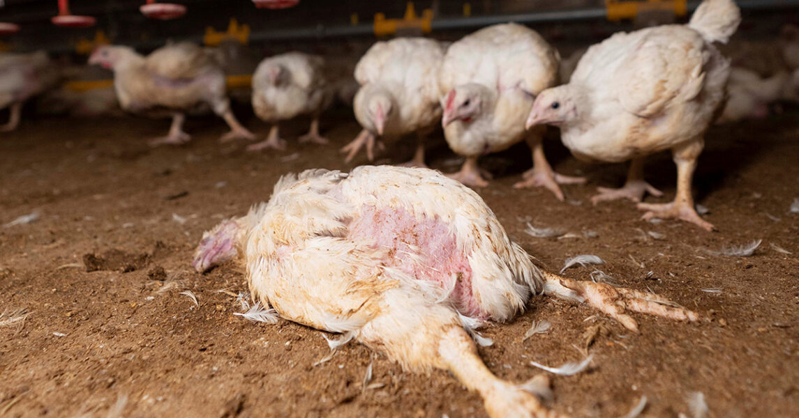 Det anses normalt att någon procent av kycklingarna är döda redan när de kommer fram till slakteriet.