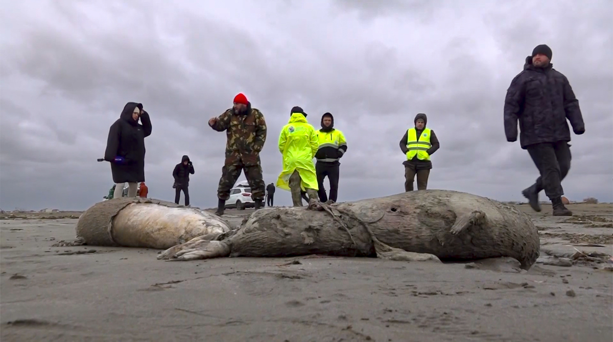 Journalister och utredare från miljöåklagarkammaren inspekterar några av de över 1 700 döda sälar som hittats döda längs Rysslands kust mot Kaspiska havet.