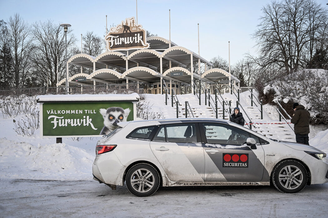 Flera av de anställda har fått hjälp av psykolog efter rymningen då fyra schimpanser sköts.