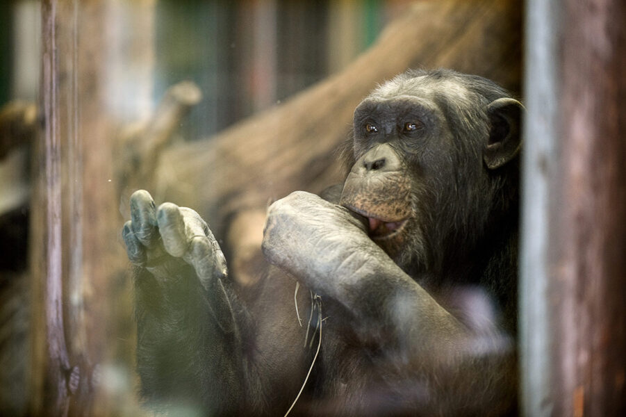 Fyra schimpanser har skjutits, varav tre dog, efter att de rymt från sitt hägn på Furuviks djurpark.