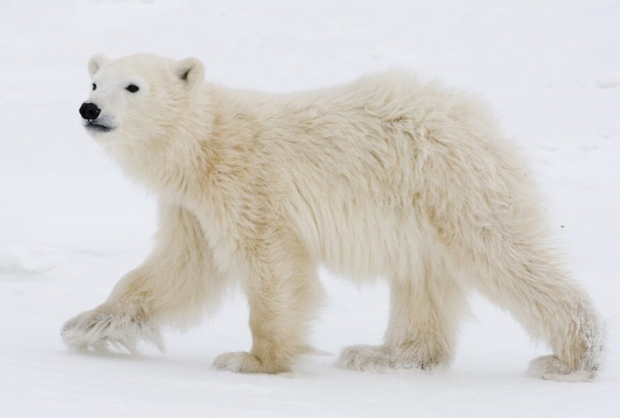 En isbjörnsunge i närheten av staden Churchill i Kanada.