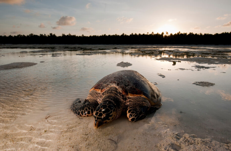 Havssköldpaddor är hårt drabbade av illegal handel med skal och ägg.