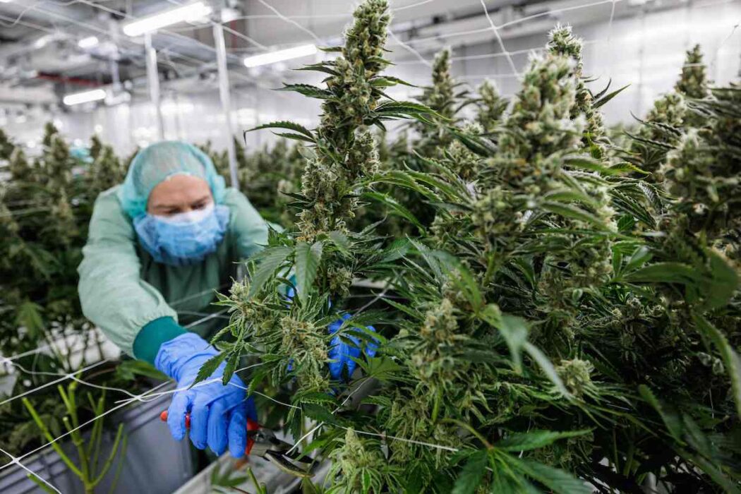På Demecans anläggning utanför tyska Dresden odlas cannabis helt lagligt sedan ett drygt år tillbaka.