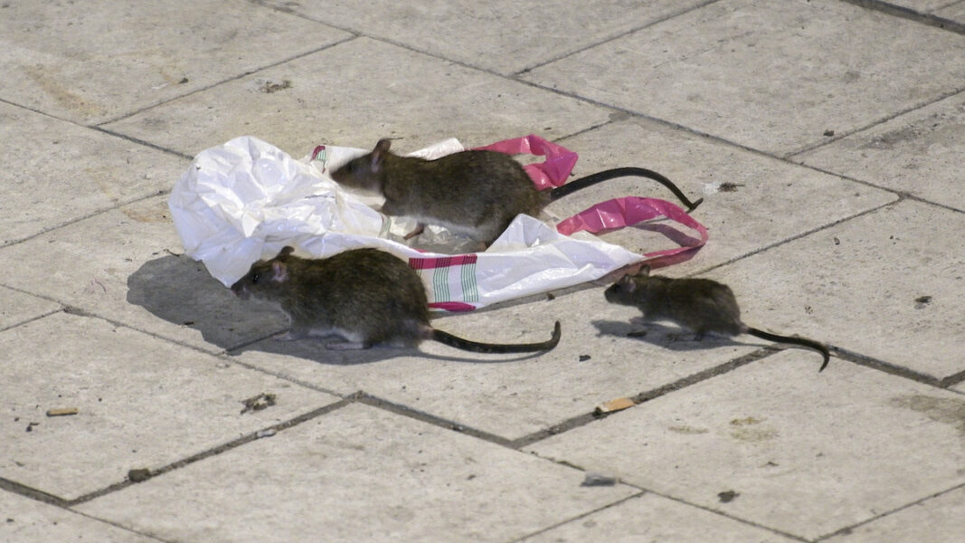 Råttor letar efter något att äta på Sergels torg i Stockholm en natt i maj.
