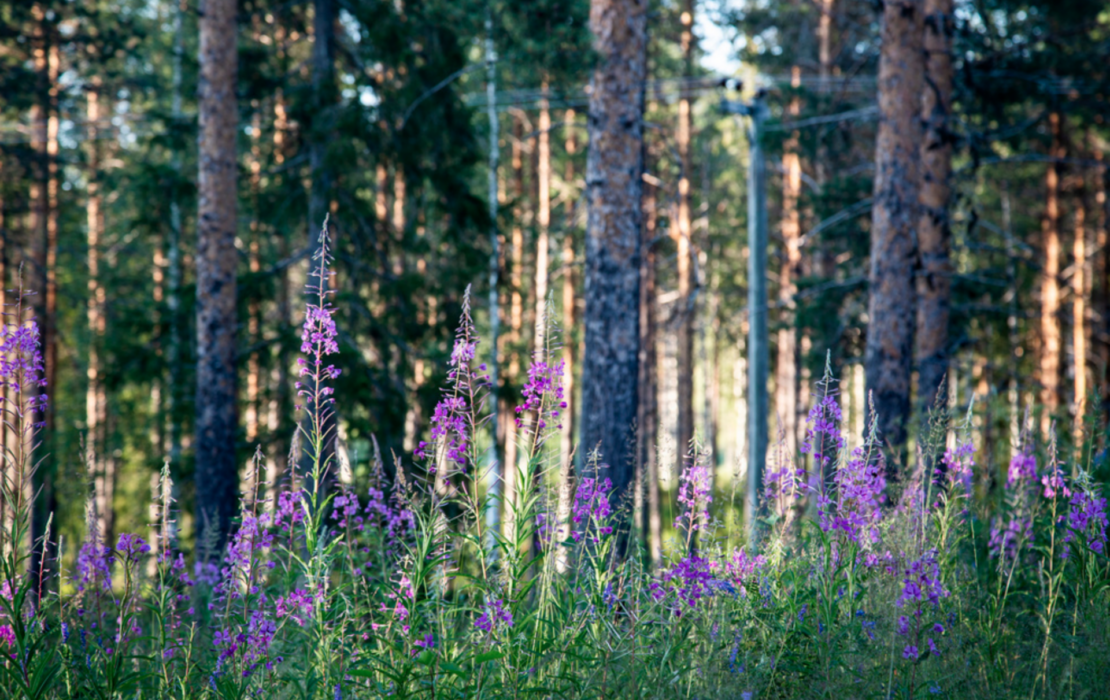 Sverige når, eller är nära att nå, fyra av 16 uppsatta miljökvalitetsmål.