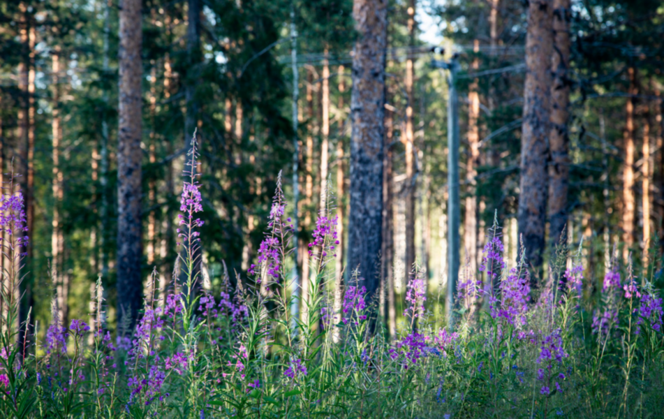 Sverige når, eller är nära att nå, fyra av 16 uppsatta miljökvalitetsmål.