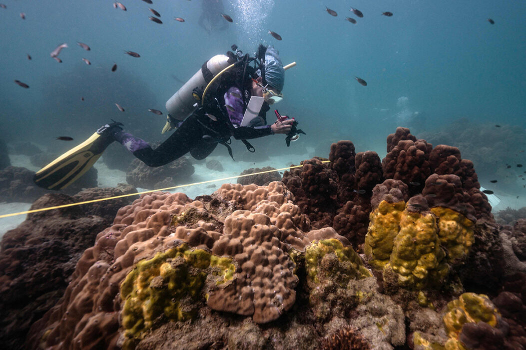 Marinbiologen Lalita "Nan" Putchim, fotograferar koraller som drabbats av sjukdomen yellow band disease som tar död på de viktiga korallreven.