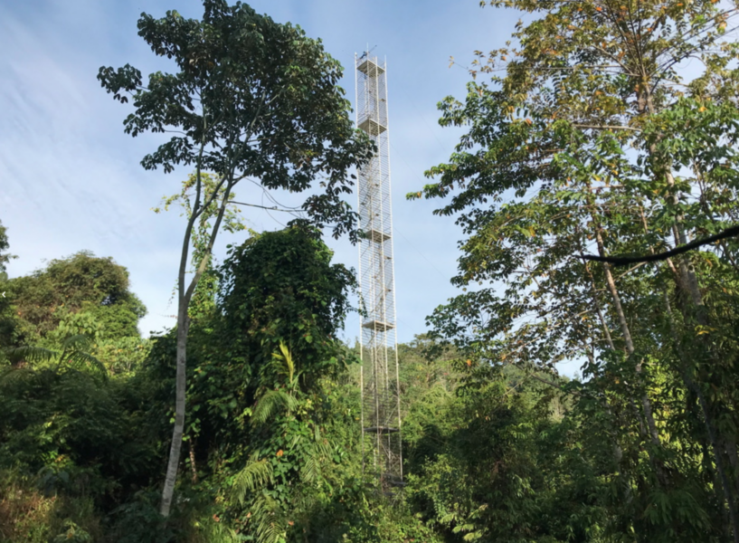 Ett 52 meter högt torn användes för att mäta kol i ett område med avverkad skog på Borneo.