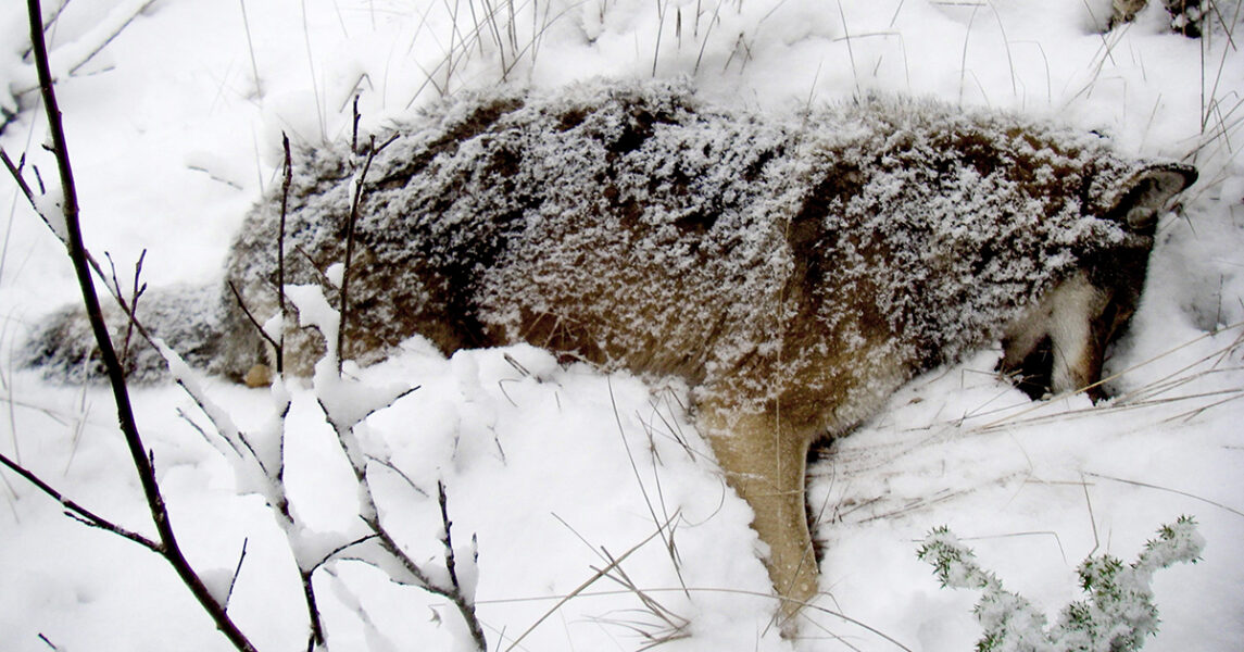 Tusentals jägare är ute efter de 75 vargar som nu får jagas i Sverige och i gränsrevir mot Norge.