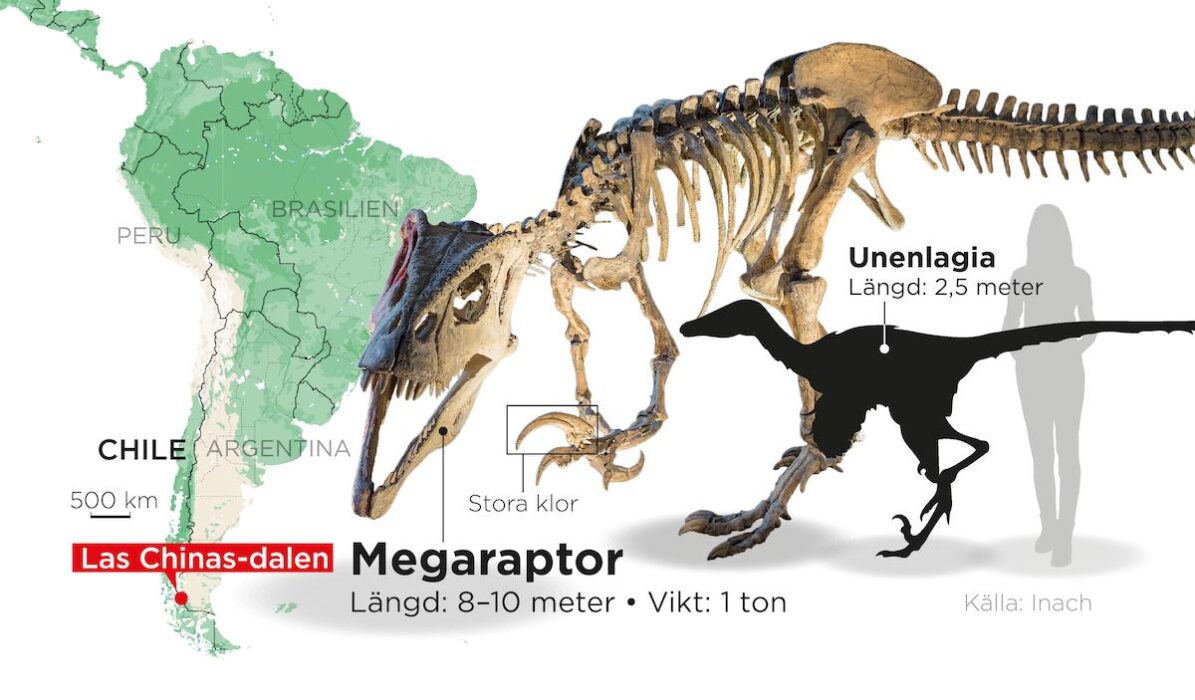 Fossiler av olika dinosaurier har hittats i Las Chinas-dalen i södra Chile.