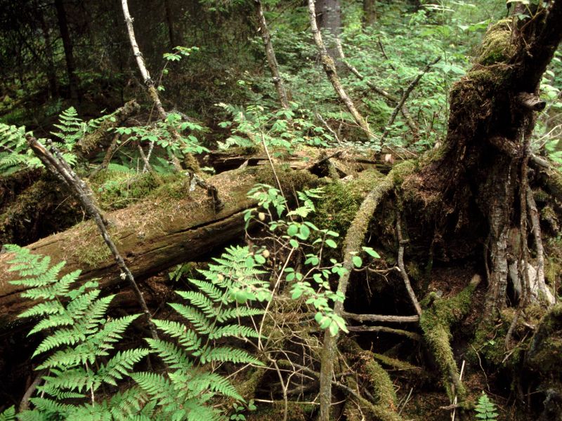 Gammelskog har blivit sällsynt på grund av det trakthyggesbruk (kalhyggen) som dominerar dagens skogsbruk.