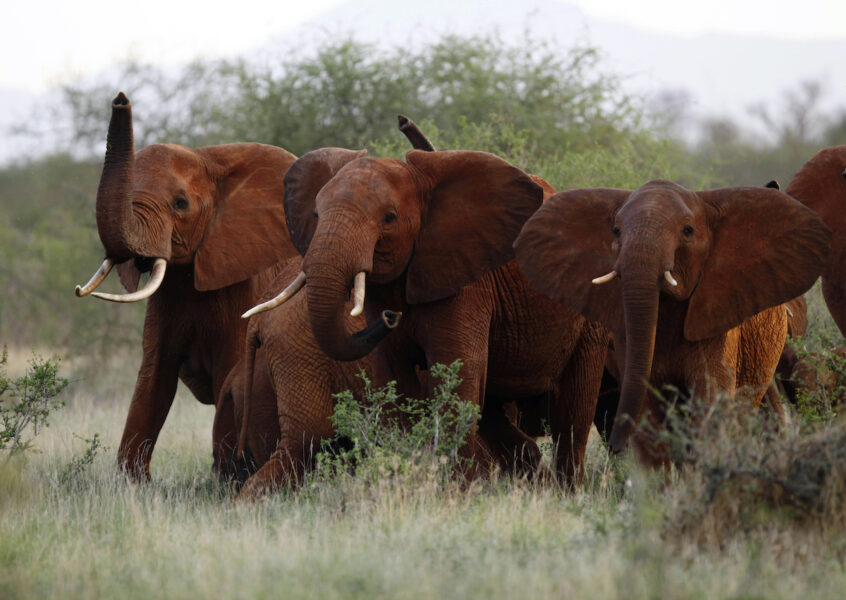 Den afrikanska savannelefanten är en nyckelart i många ekosystem i Afrika.