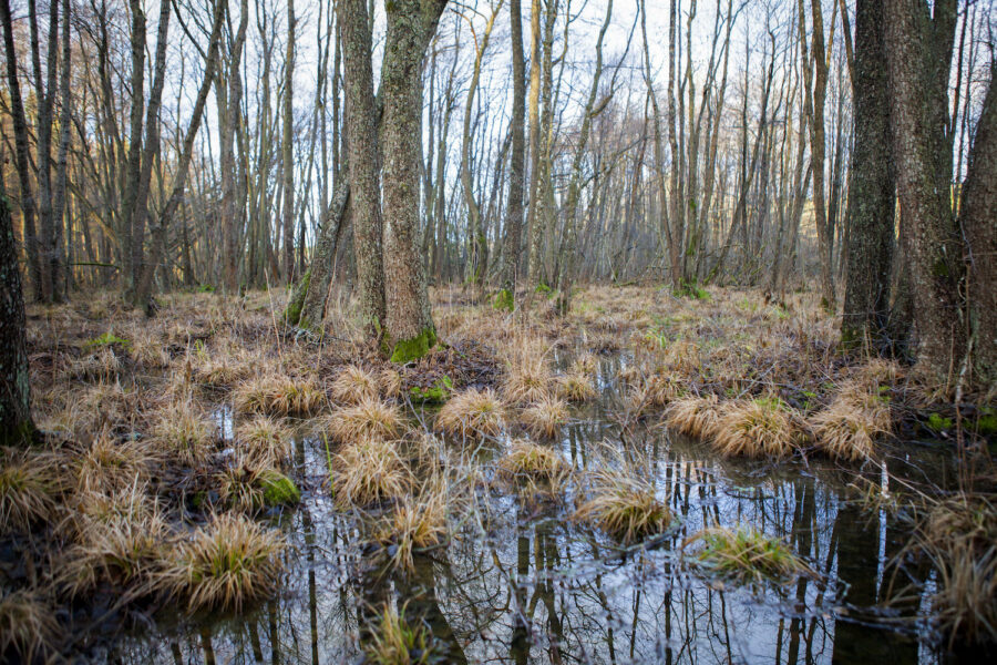 Våtmarker har en mängd positiva effekter, bland annat för klimatet och den biologiska mångfalden.