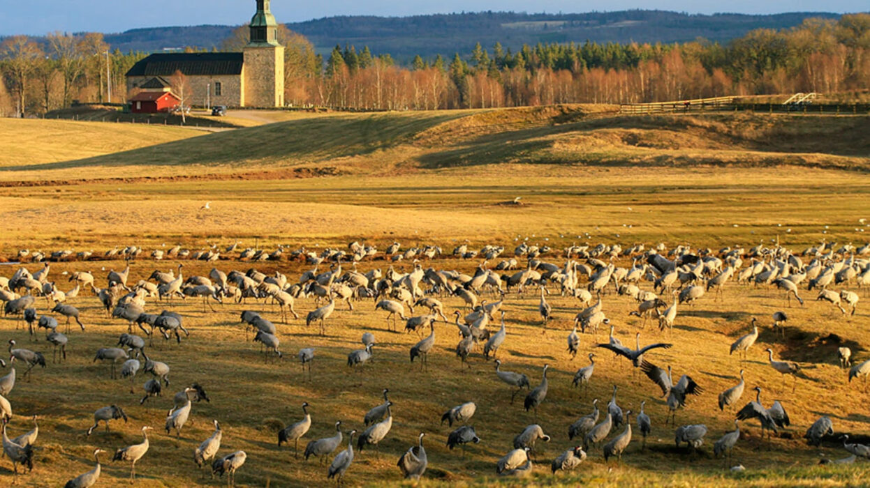 Tranorna anländer allt tidigare till Hornborgasjön på grund av det varmare klimatet.