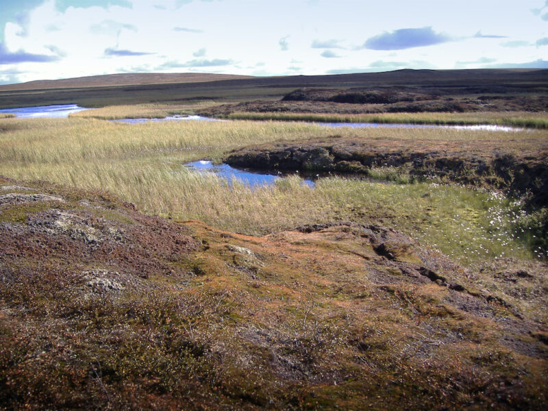 Cirka en fjärdedel av Sveriges koldioxidutsläpp kommer från våtmarker.