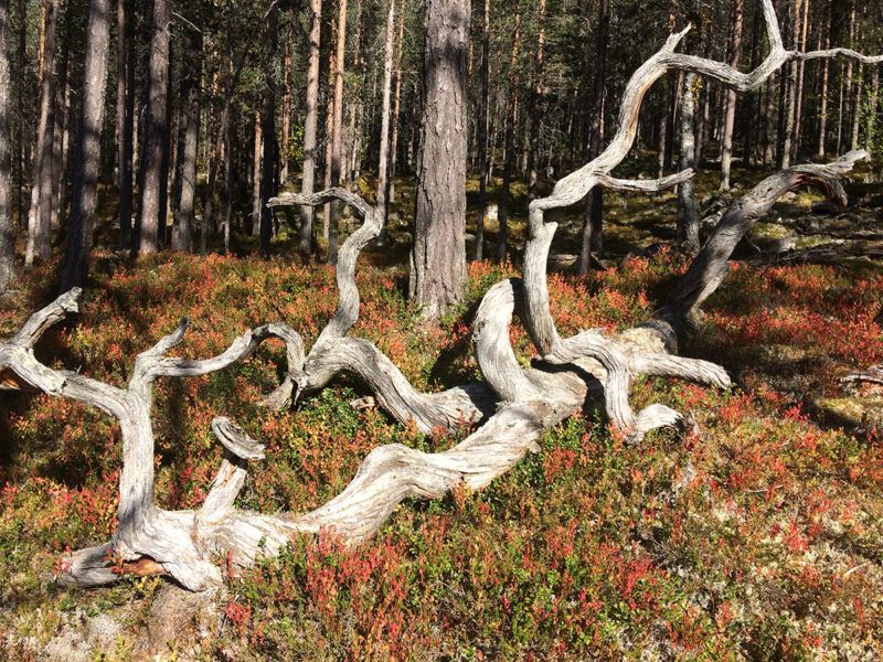 Fröberget i Dalarna, nu formellt skyddad skog.