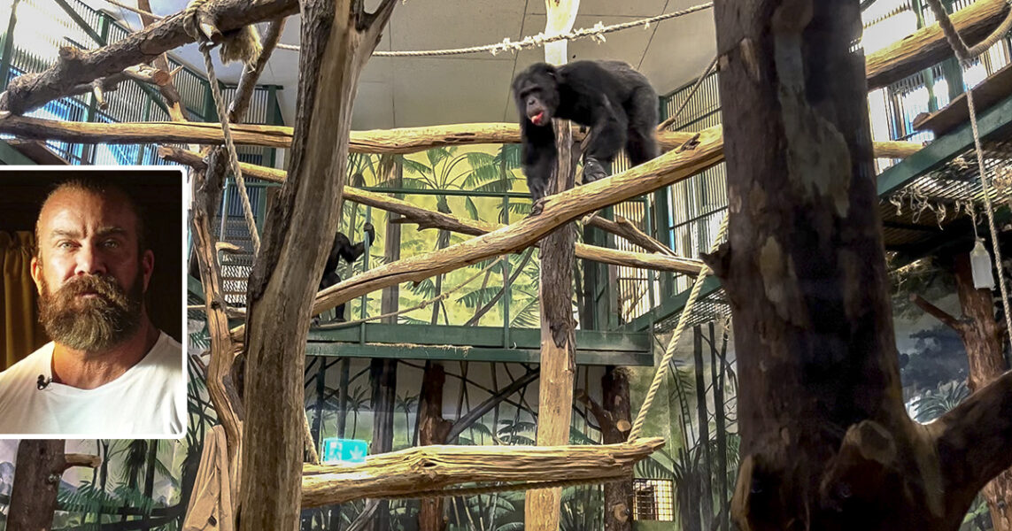 De här schimpanserna lever ännu kvar på Furuviks djurpark, men deras vänner och grannar Torsten, Linda, Manda och Santino sköts till döds i december 2022.