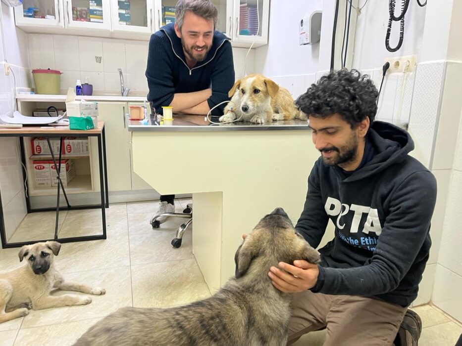Omhändertagna hundar på kontroll hos veterinären.
