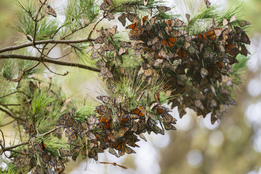 Ett kluster av monarkfjärilar i ett pinjeträd i Kalifornien.