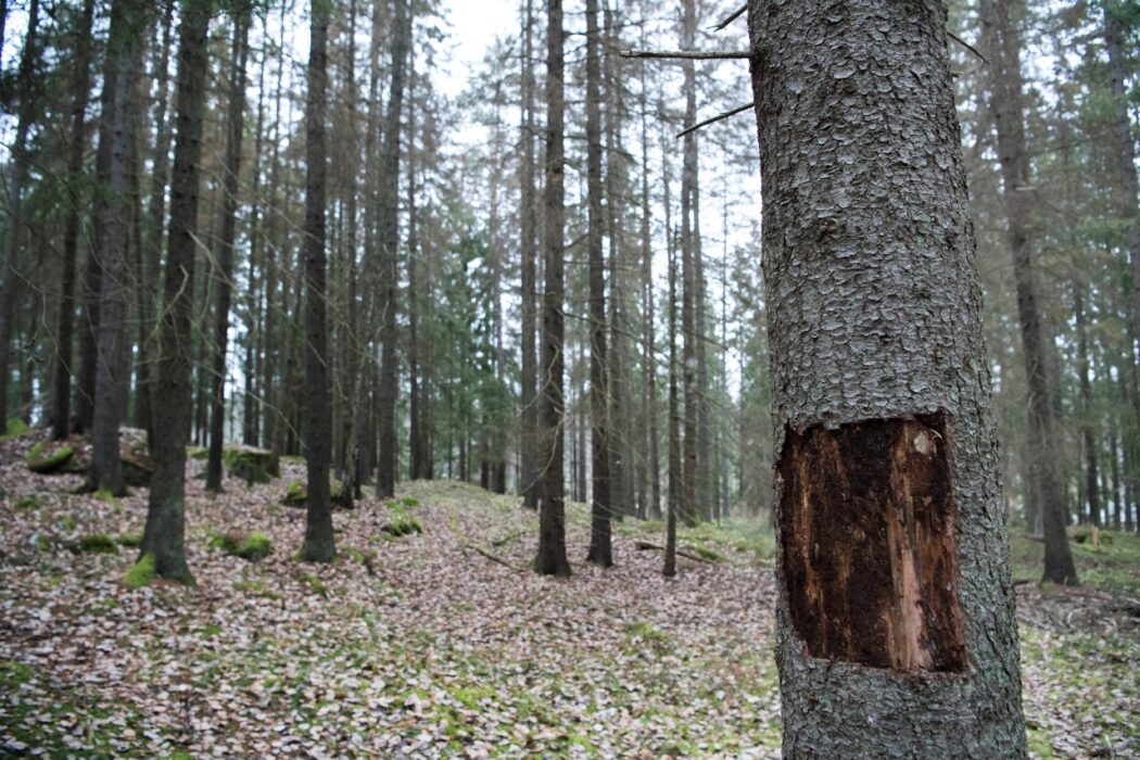 Det utbrott av granbarkborre som nu pågår är det största som registrerats – även nästa år väntas den lilla insekten orsaka svåra skador i Sveriges skogar.
