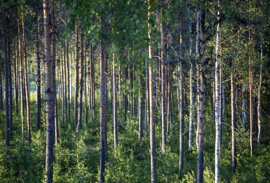Hur mycket koldioxid som ska bindas i skog och mark i EU regleras i den så kallade LULUCF-lagstiftningen.