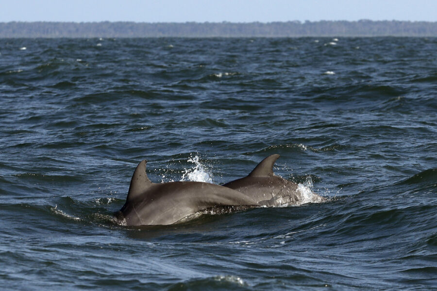 Under bara den senaste veckan har fler än 400 havslevande däggdjur hittats längs kusten.