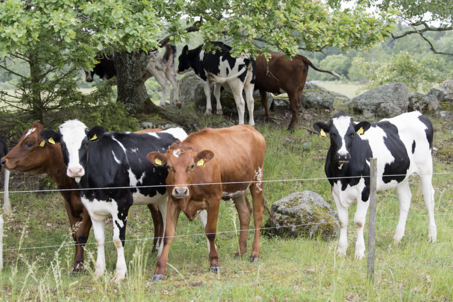 Kor äter visserligen växter som fångar upp koldioxid, men de släpper också ut en hel del av växthusgasen metan.