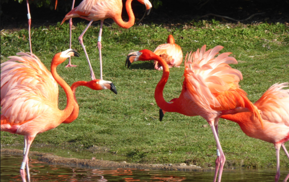 Karibiska flamingor i våtmarksreservatet Slimbridge i Storbritannien.