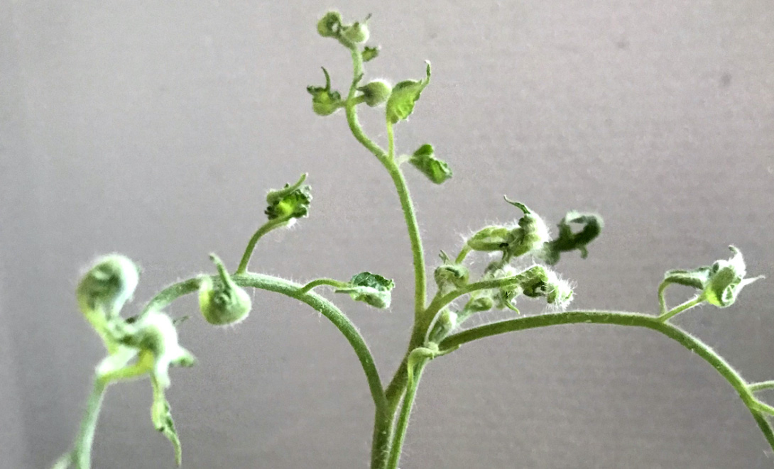 Pyralidskadad tomatplanta.