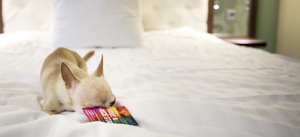  Chihuahuan Prins med matte checkade in på Hotel Clarion Arlanda för att undkomma  fyrverkerierna nyåret 2014.