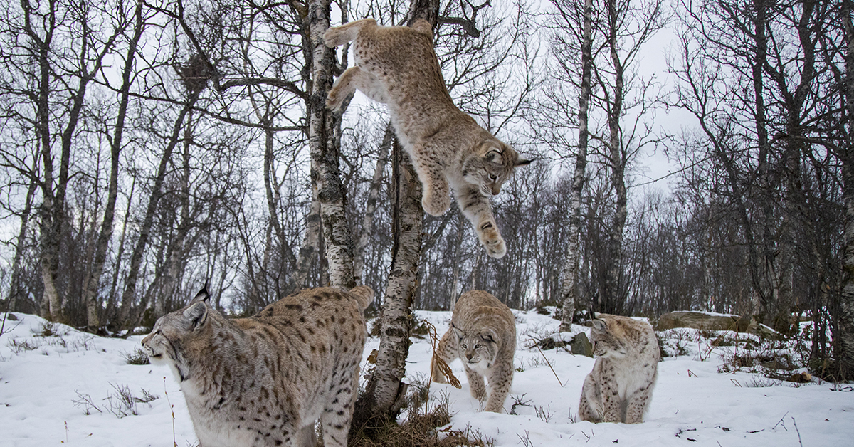 Lodjur i naturparken Langedrag i Norge.