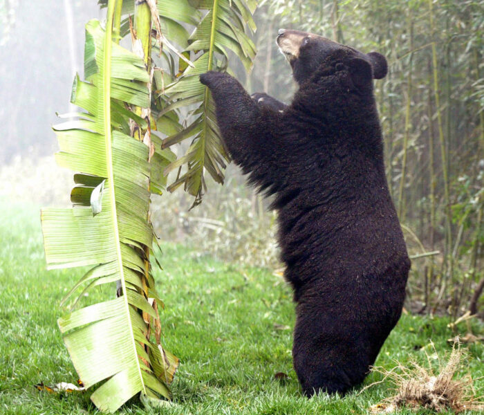 En svartbjörn som räddats från en "björngallgård" i Kinas Sichuan-provins släpps ut i ett björnreservat.