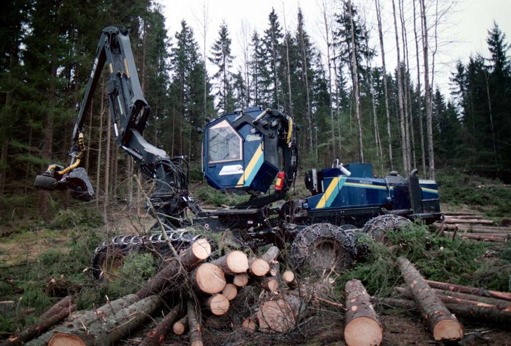 Den svenska gammelskogen är hotad.