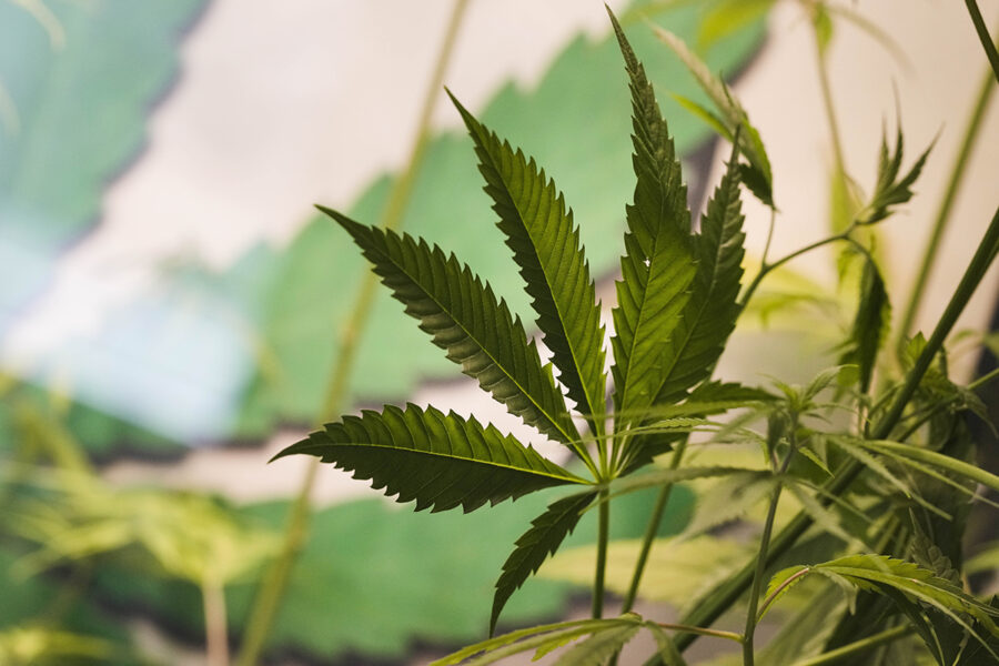 Tysklands regering har reviderat sitt lagförslag om legalisering av cannabis.