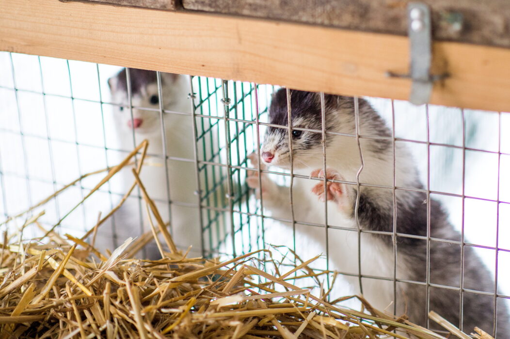 En inburad mink på en svensk minkfarm.