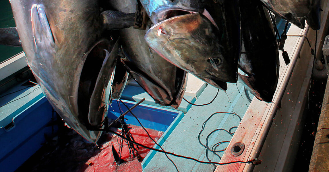 Tonfiskfiske i Japan.