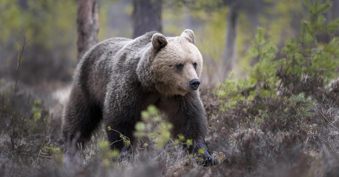 En björn i en skog i Hälsingland.