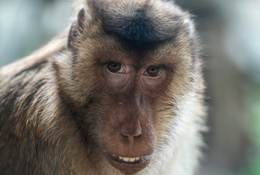 En makak, av arten svinmakak.