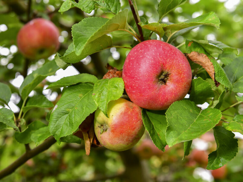 Det nu stoppade ogräsbekämpningsmedlet har bland annat varit godkänt för frilandsodlingar av äpplen.