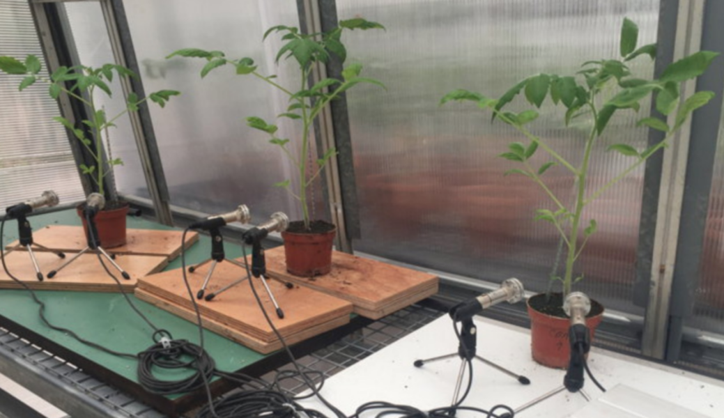 Forskarna avlyssnade tomatplantor med hjälp av ultraljudsmikrofoner, och liknar plantornas läten med ljudet när man trycker på bubbelplast.