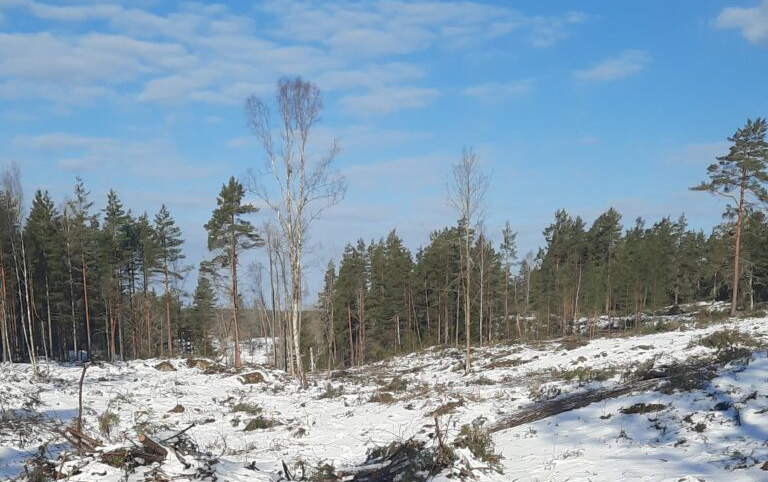 Avverkad skog vid Kårby, Törnsfall.