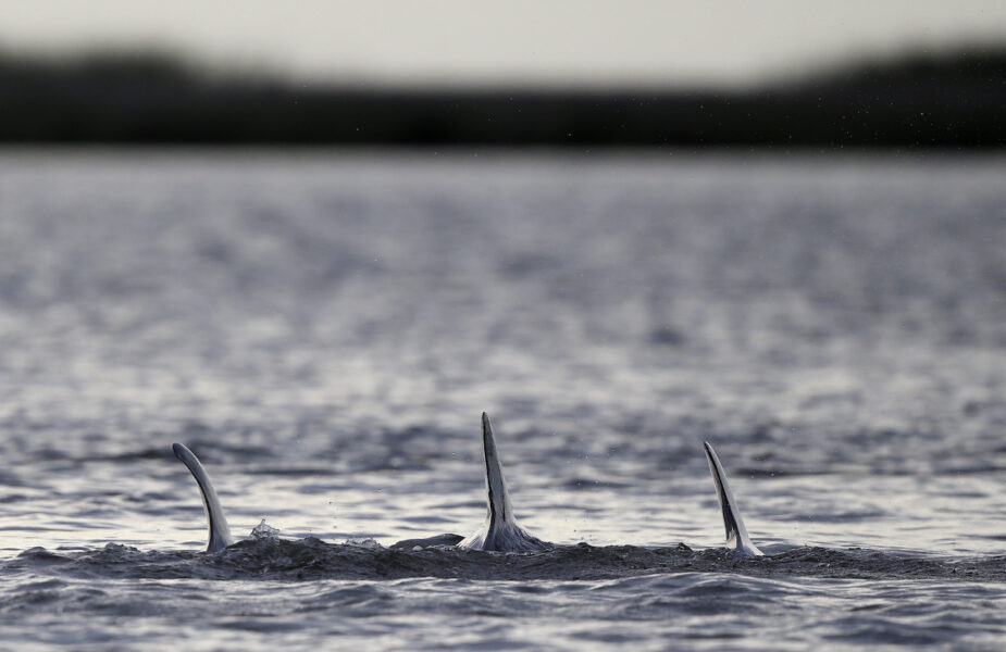 Tre delfiner har spolats i land i Sverige i år.