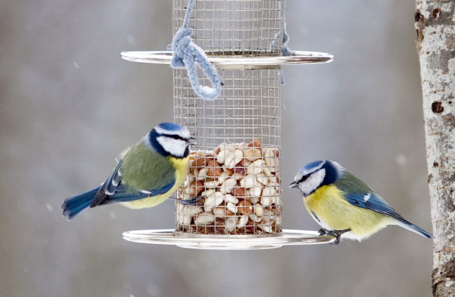 Ett dukat fågelbord kan hjälpa småfåglar såsom blåmesar att bättre bekämpa infektioner.