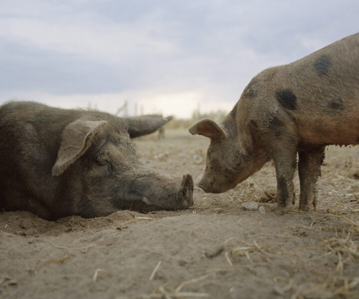 Vid sitt första möte med grisarna fick Julia Lindemalm veta att deras trynen är lika känsliga som våra fingertoppar.
