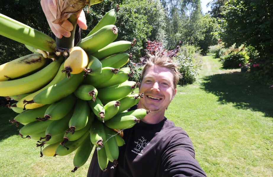 En del av bananskörden som Johan Johansson Frodig har lyckats att få till i sitt växthus i Osby.