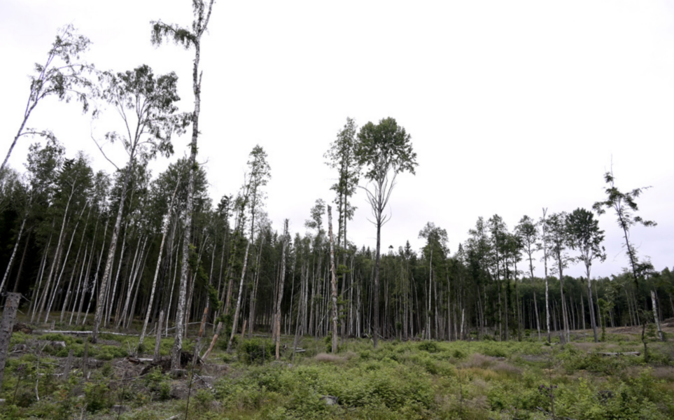 Mer avverkad skog kan bli en följd av EU:s förnybarhetsdirektiv, enligt kritiker.