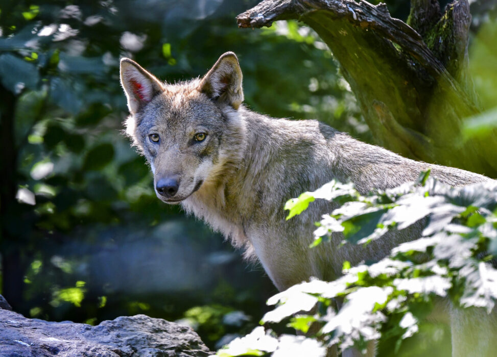 På bilden en varg på Skansen.