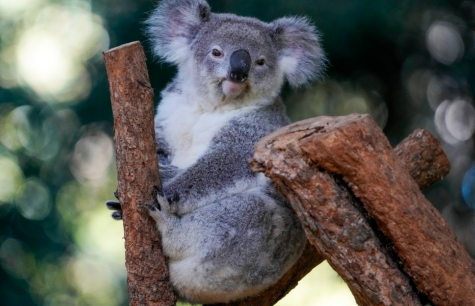 Koalan är utrotningshotad i delar av Australien.