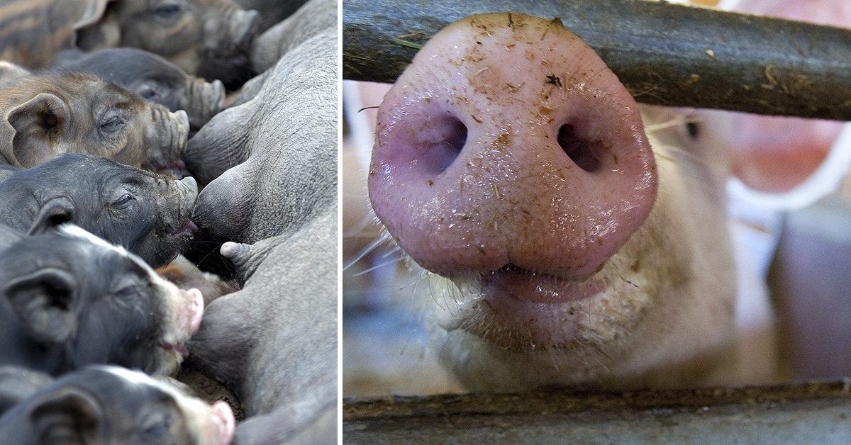 Till vänster: Matdags för en kull smågrisar i Kina.